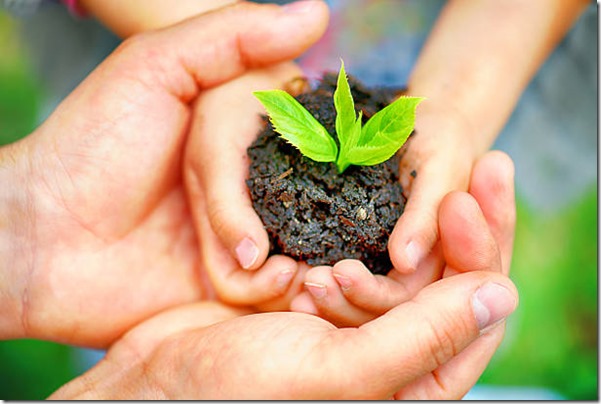 Seedling little plant in child hands
